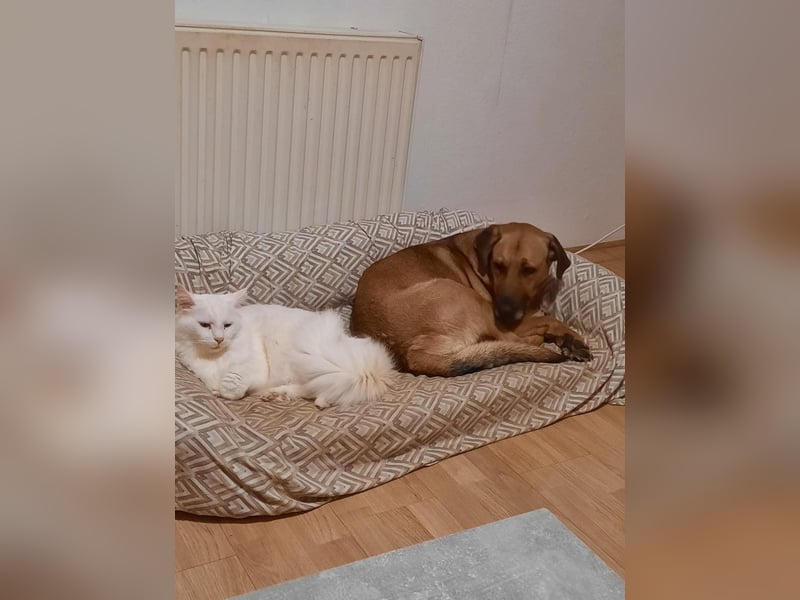 Molly DE - lieb, aktiv, verträglich