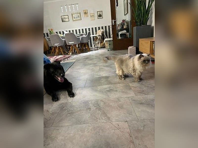 Chico sucht dringend ein Zuhause oder eine neue Pflegestelle!