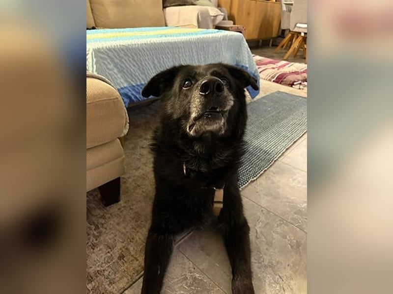 Chico sucht dringend ein Zuhause oder eine neue Pflegestelle!