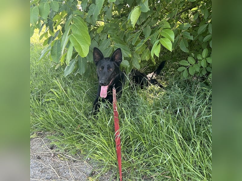 Nori sucht ihre ❤️-menschen