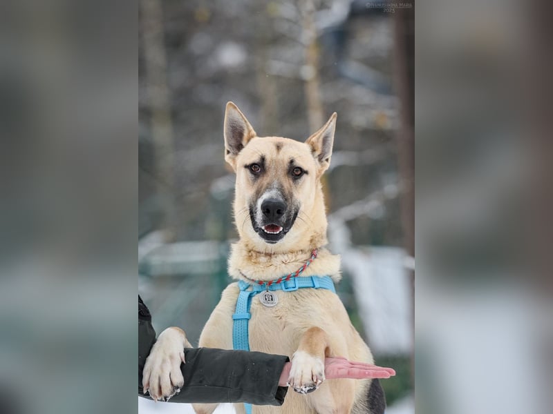 Kluger Cäser sucht liebevolles Zuhause