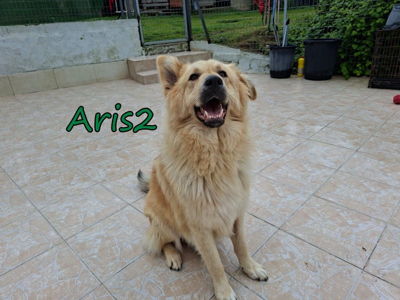 Aris2 geb. 02/2025 (GRC) - treuer, menschenbezogener Schäferhund-Mischling!