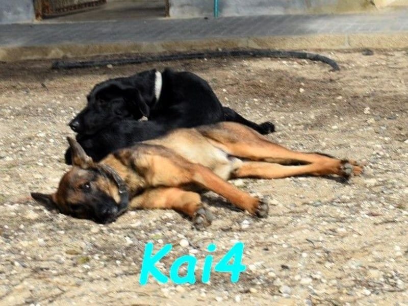 Kai4 geb. 04/2023 (ESP) - sanfter und aufgeschlossener Schäferhund-Mix!