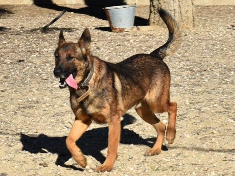 Kai4 geb. 04/2023 (ESP) - sanfter und aufgeschlossener Schäferhund-Mix!