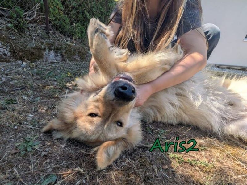 Aris2 geb. 02/2025 (GRC) - treuer, menschenbezogener Schäferhund-Mischling!