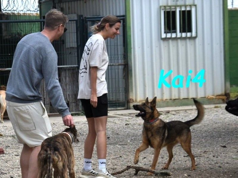 Kai4 geb. 04/2023 (ESP) - sanfter und aufgeschlossener Schäferhund-Mix!