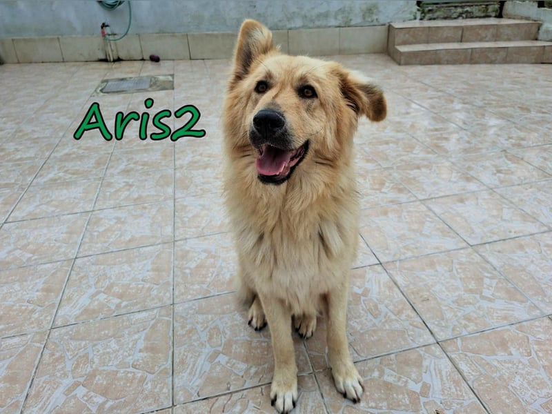 Aris2 geb. 02/2025 (GRC) - treuer, menschenbezogener Schäferhund-Mischling!