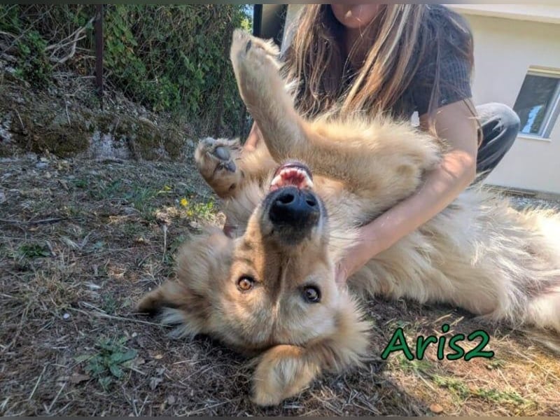 Aris2 geb. 02/2025 (GRC) - treuer, menschenbezogener Schäferhund-Mischling!
