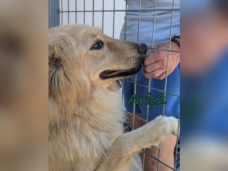 Aris2 geb. 02/2025 (GRC) - treuer, menschenbezogener Schäferhund-Mischling!