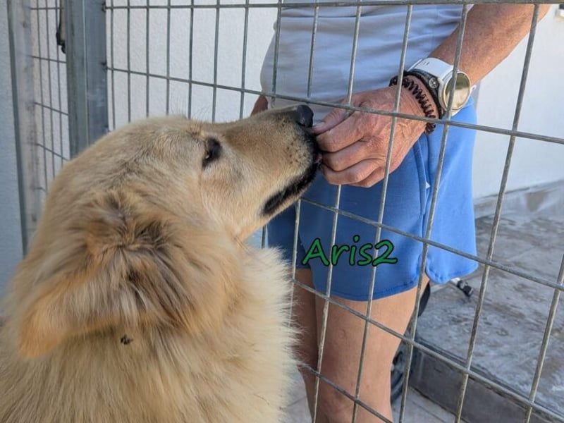 Aris2 geb. 02/2025 (GRC) - treuer, menschenbezogener Schäferhund-Mischling!