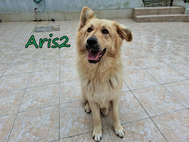 Aris2 geb. 02/2025 (GRC) - treuer, menschenbezogener Schäferhund-Mischling!