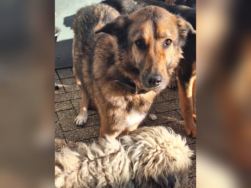 Chira – sanfte Hundedame sucht Menschen mit Herz und Zeit