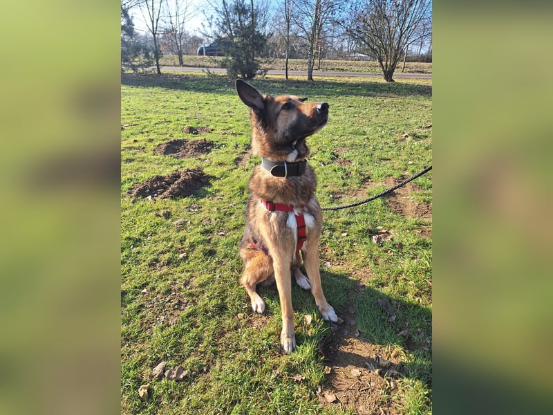 Chira – sanfte Hundedame sucht Menschen mit Herz und Zeit