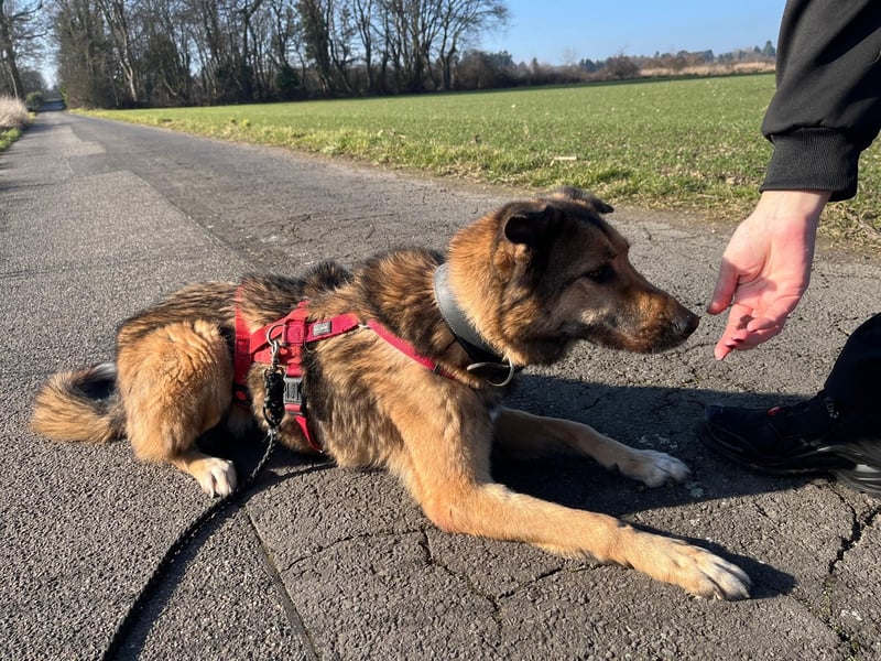Chira – sanfte Hundedame sucht Menschen mit Herz und Zeit