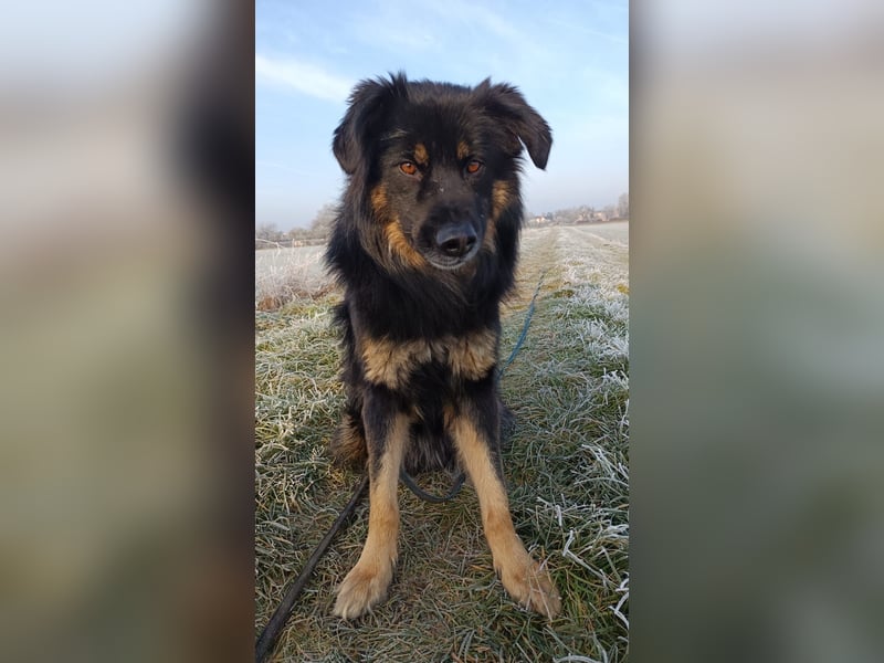 Spencer - Hassenfuß sucht starken Partner