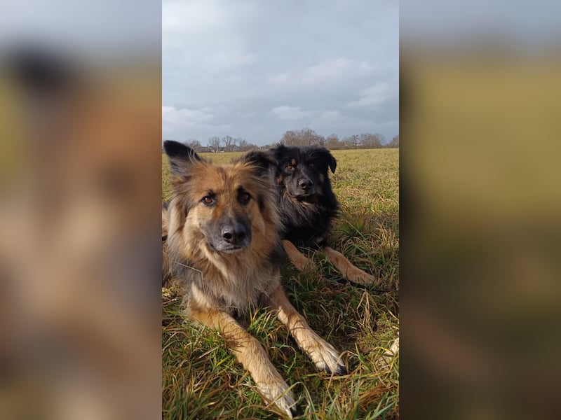 Spencer - Hassenfuß sucht starken Partner