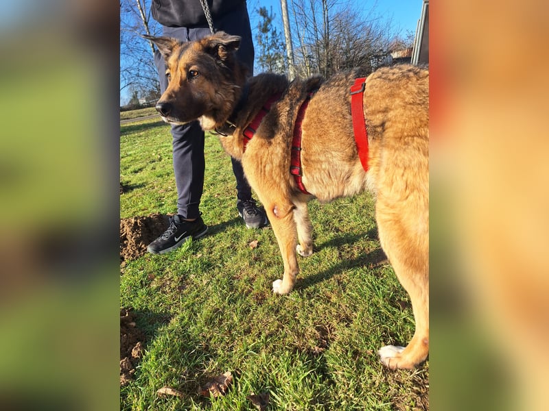 Chira – sanfte Hundedame sucht Menschen mit Herz und Zeit