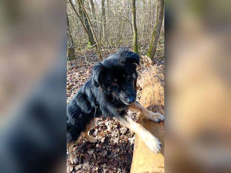 Spencer - Hassenfuß sucht starken Partner