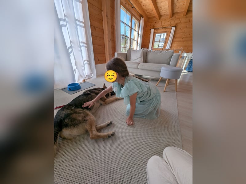 Schmusehündin Kira aus dem Tierschutz sucht ein Zuhause!