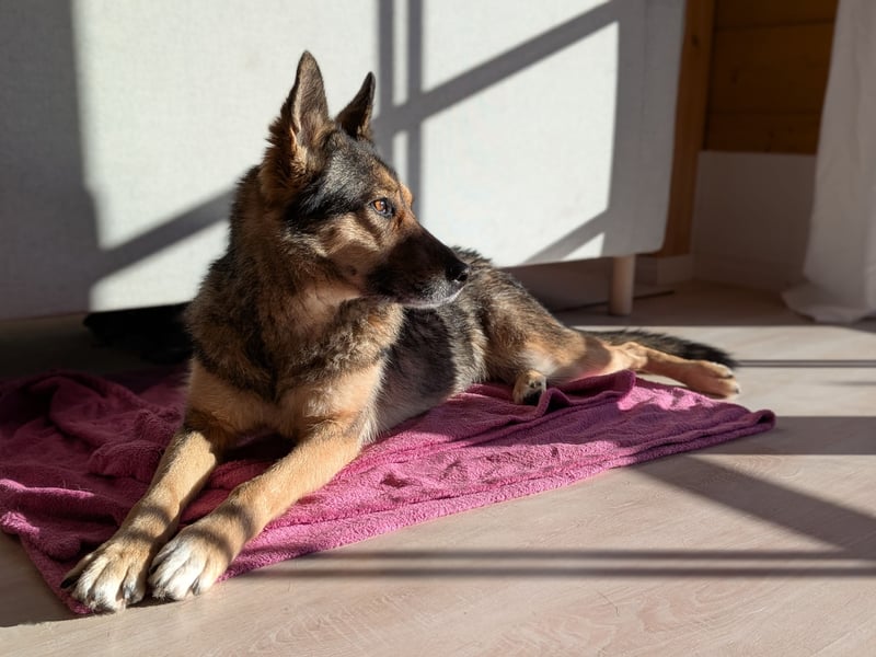 super liebe, treue Hündin aus dem Tierschutz bei München! :)