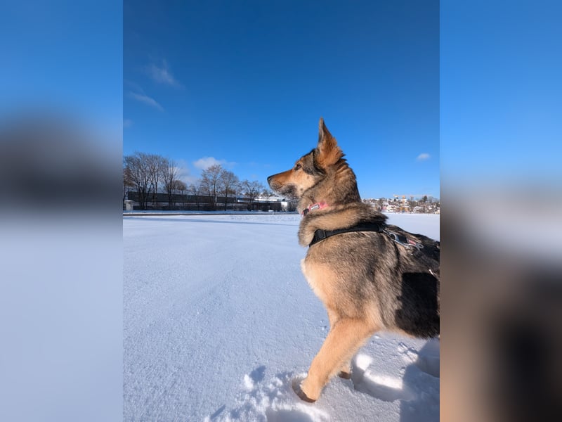 super liebe, treue Hündin aus dem Tierschutz bei München! :)