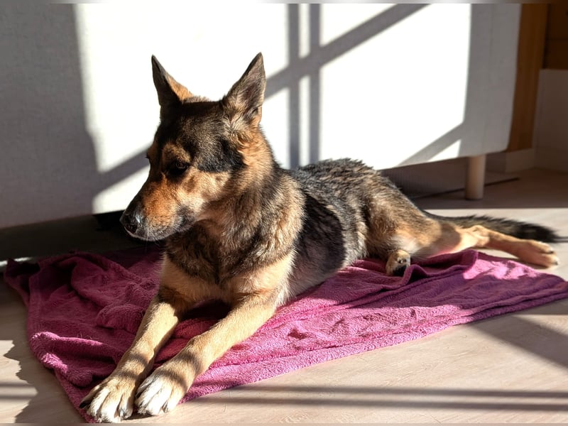 Super liebe, treue Kira auf Pflegestelle bei München!