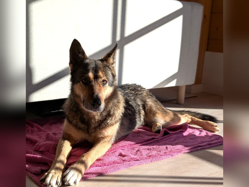 Super liebe, treue Kira auf Pflegestelle bei München!