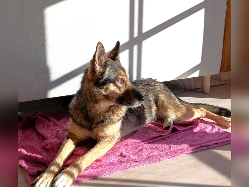 Schmusehündin Kira aus dem Tierschutz sucht ein Zuhause!