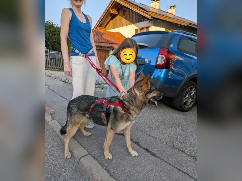 Schmusehündin Kira aus dem Tierschutz sucht ein Zuhause!