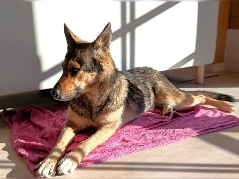 Schmusehündin Kira aus dem Tierschutz sucht ein Zuhause!