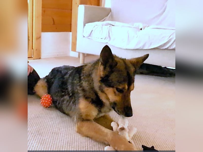 Schmusehündin Kira aus dem Tierschutz sucht ein Zuhause!
