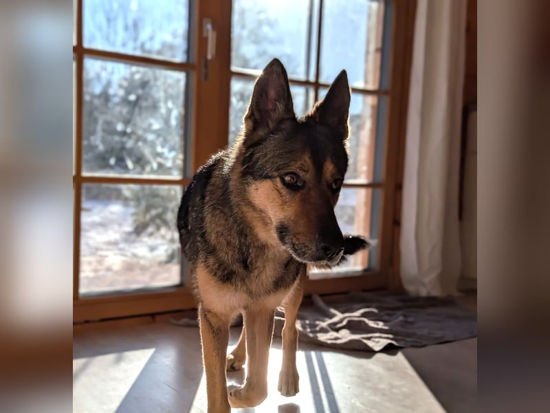 Super liebe, treue Kira auf Pflegestelle bei München!