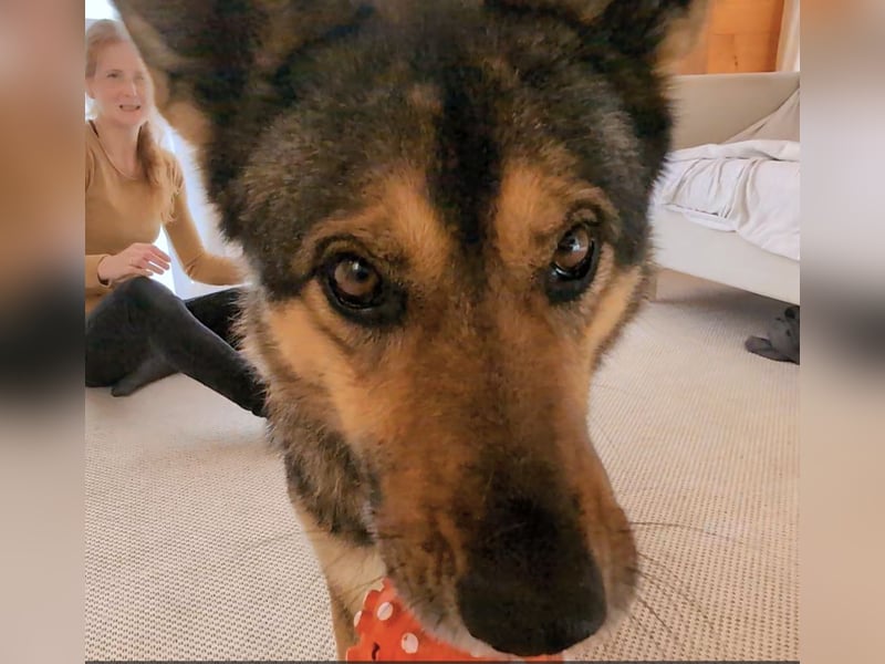 Schmusehündin Kira aus dem Tierschutz sucht ein Zuhause!