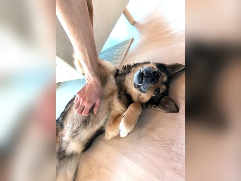 Schmusehündin Kira aus dem Tierschutz sucht ein Zuhause!