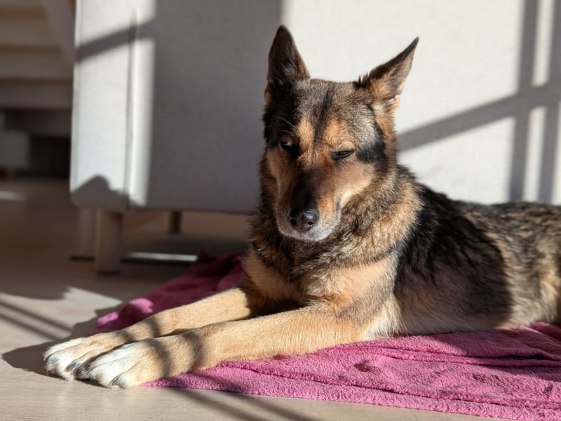 super liebe, treue Hündin aus dem Tierschutz bei München! :)