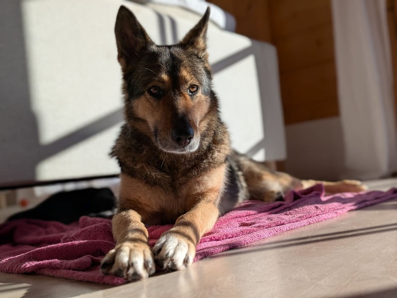 super liebe, treue Hündin aus dem Tierschutz bei München! :)
