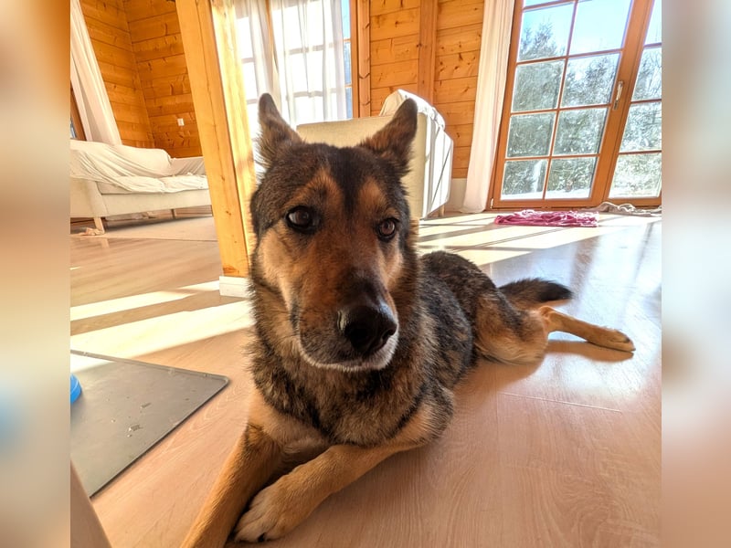 super liebe, treue Hündin aus dem Tierschutz bei München! :)