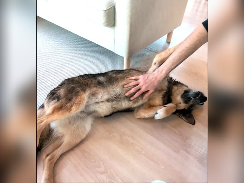 Schmusehündin Kira aus dem Tierschutz sucht ein Zuhause!