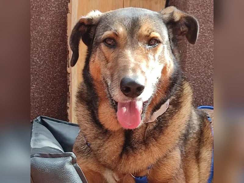 KEEVA ~ bezaubernde Hündin mit Handicap (amputiertes Hinterbein)