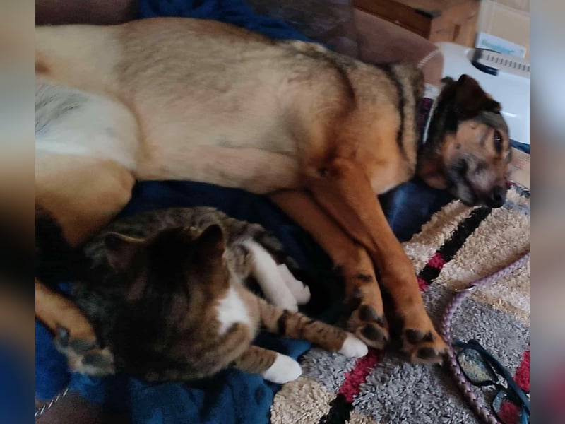 KEEVA ~ bezaubernde Hündin mit Handicap (amputiertes Hinterbein)