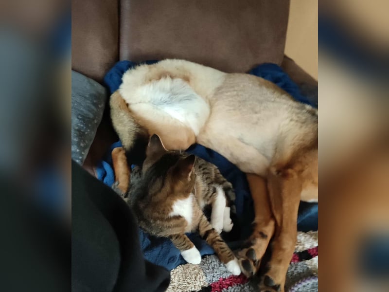 KEEVA ~ bezaubernde Hündin mit Handicap (amputiertes Hinterbein)