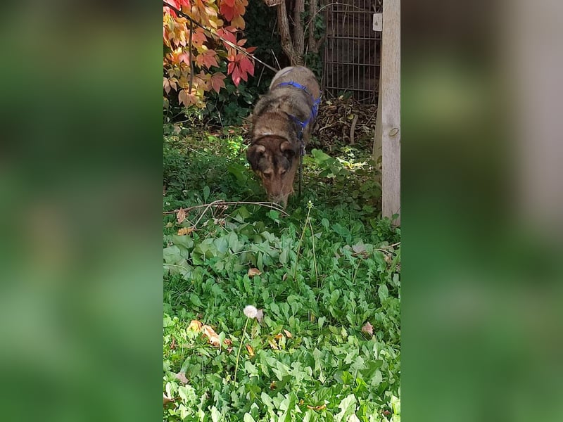 KEEVA ~ bezaubernde Hündin mit Handicap (amputiertes Hinterbein)