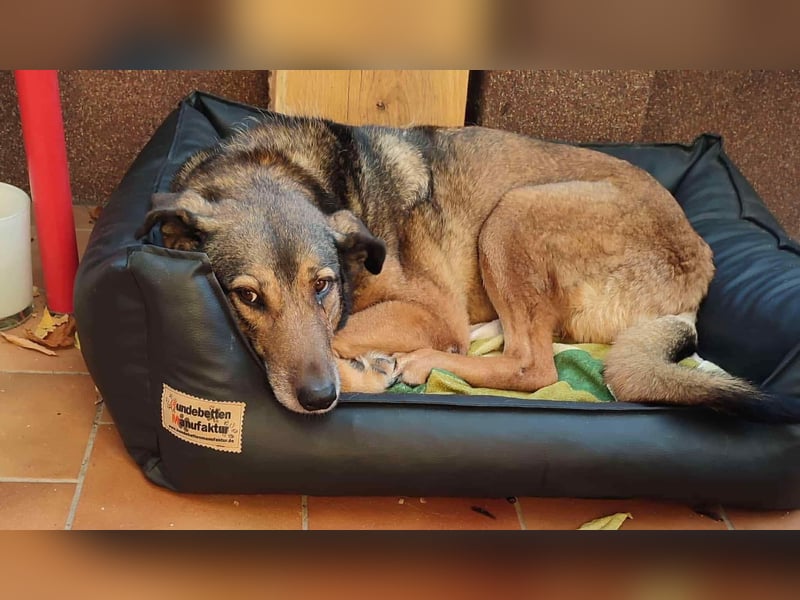 KEEVA ~ bezaubernde Hündin mit Handicap (amputiertes Hinterbein)