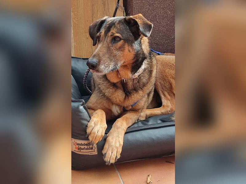 KEEVA ~ bezaubernde Hündin mit Handicap (amputiertes Hinterbein)