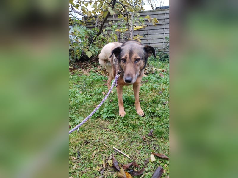 KEEVA ~ bezaubernde Hündin mit Handicap (amputiertes Hinterbein)