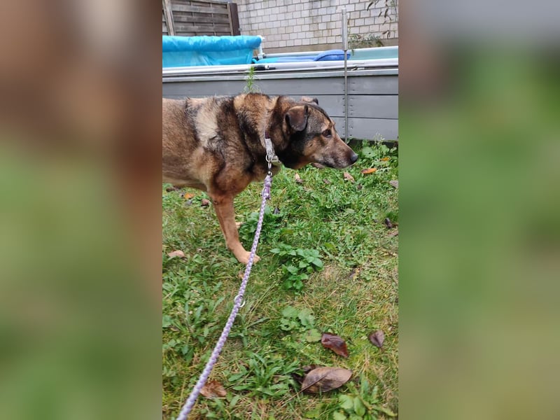 KEEVA ~ bezaubernde Hündin mit Handicap (amputiertes Hinterbein)