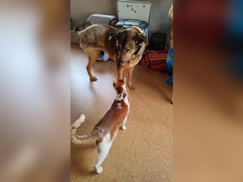 KEEVA ~ bezaubernde Hündin mit Handicap (amputiertes Hinterbein)