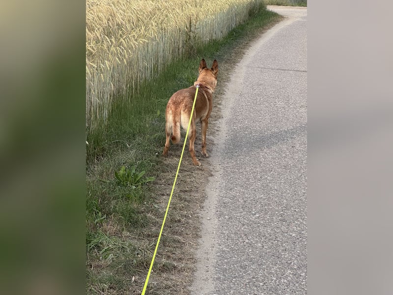DSH/Malinois Mix Luna