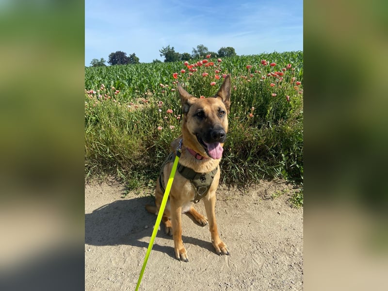 DSH/Malinois Mix Luna