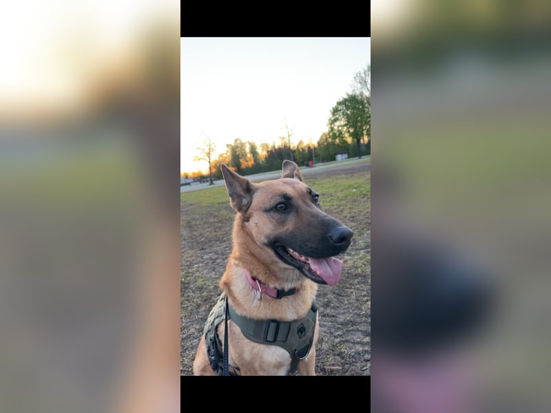 DSH/Malinois Mix Luna